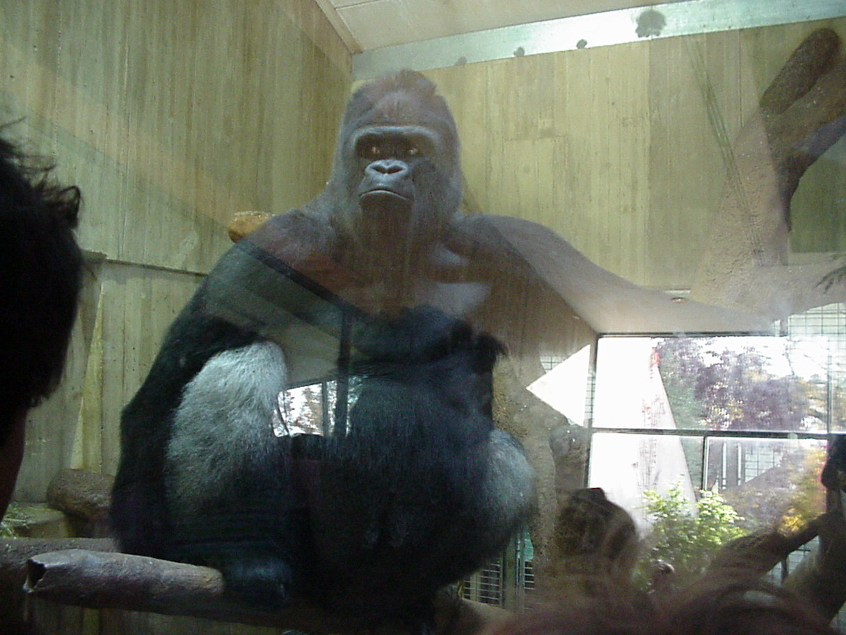 Gorilla 6.jpg